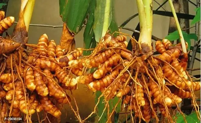 Turmeric Plant-thumb0