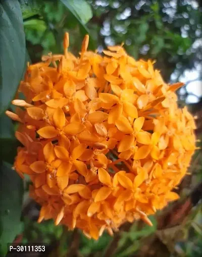 URAN Trothic Ixora/Chethi Plant-thumb0