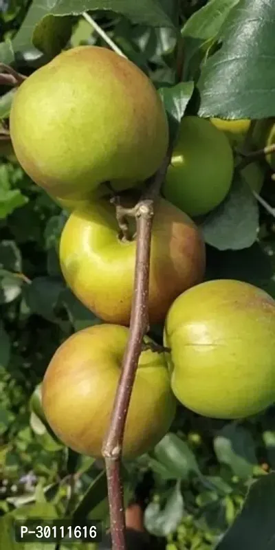 URAN Ber Apple Plant-thumb0