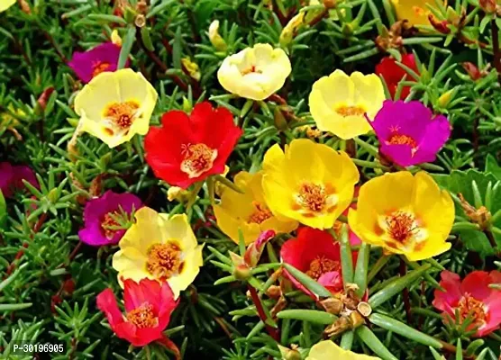 URAN  Portulaca Plant