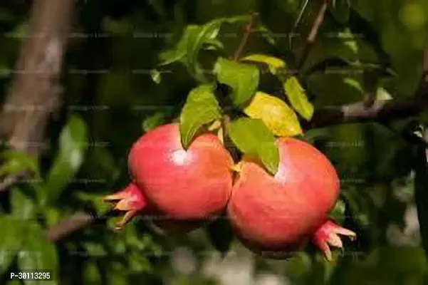 URAN Pomegranate Plant