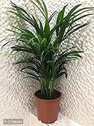 Areca PalmHybrid And GraftedEasy To Grow[AN1001][a385]-thumb0