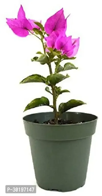 URAN  Baugainvillea Plant-thumb0