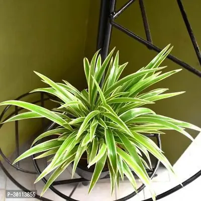 URAN Spider Plant-thumb2