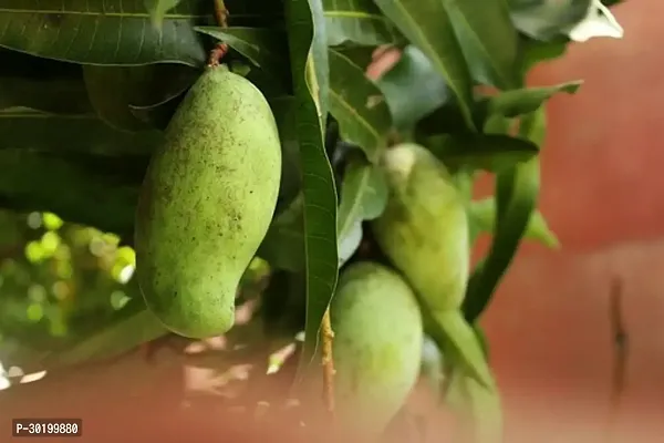 URAN Mango Plant