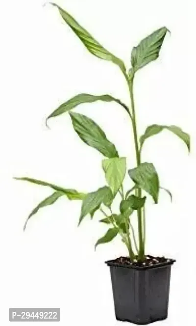 Elaichi/Cardamom PlantHybrid And Grafted Easy To Grow | Plant With Growing Bag| Plant Hight 1.5-1.380 Fit [S893]