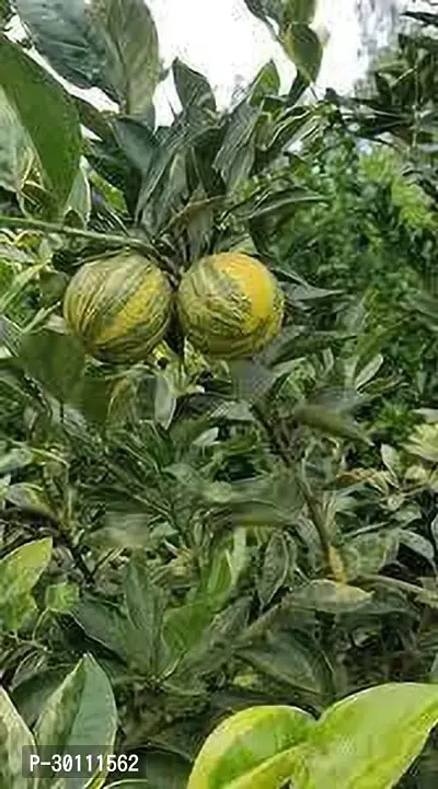 URAN Sweet Lemon Plant