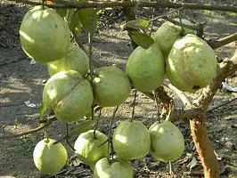 Guava PlantHybrid And Grafted Easy To Grow | Plant With Growing Bag| Plant Hight 1.5-1.25 Fit [S538]-thumb1