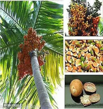 URAN Betel Nut/Supari Plant-thumb0