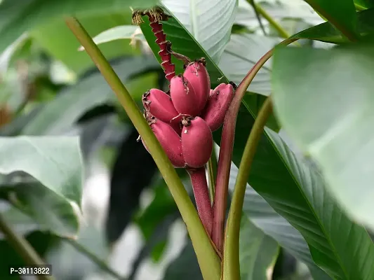 URAN Banana Plant-thumb0