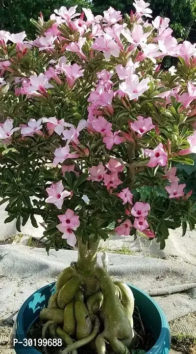 URAN Adenium Plant-thumb0