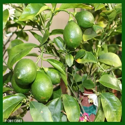 URAN Lemon Plant