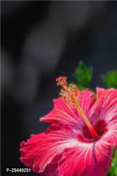 Hibiscus PlantHybrid And Grafted Easy To Grow | Plant With Growing Bag| Plant Hight 1.5-1.449 Fit [S962]-thumb0