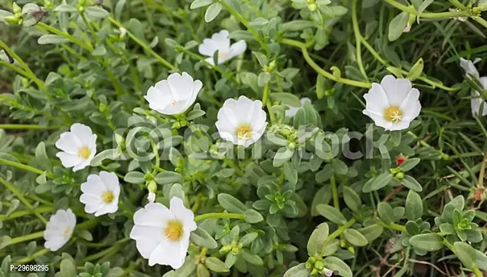 Portulaca Plant