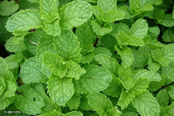 URAN Mint Plant