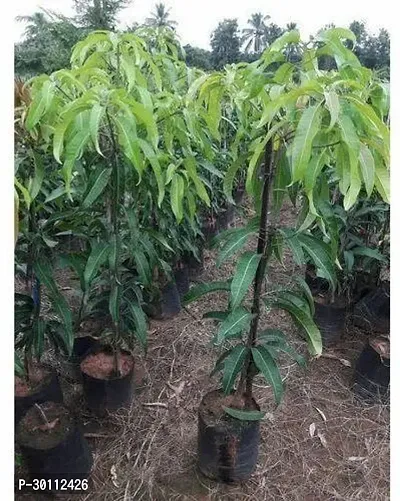 URAN Mango Plant-thumb0