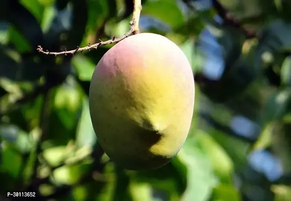 URAN Mango Plant-thumb0