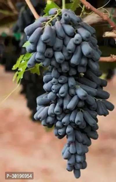 URAN  Grapes Plant-thumb0