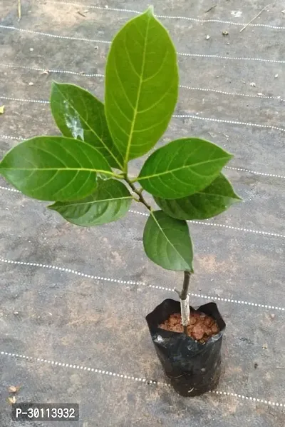 URAN Jack Fruit Plant