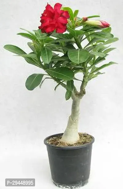 Adenium PlantHybrid And Grafted Easy To Grow | Plant With Growing Bag| Plant Hight 1.5-1.504 Fit [S1017]-thumb0