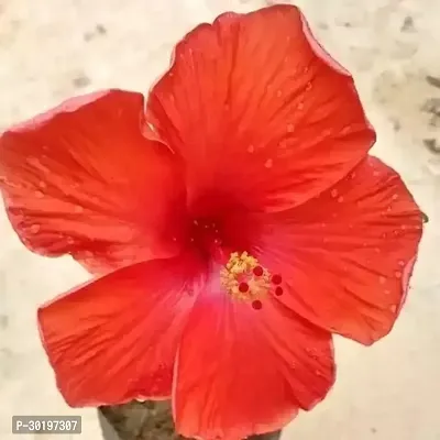 URAN  Hibiscus Plant