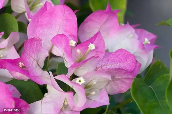 URAN Bougainvillea Plant-thumb0