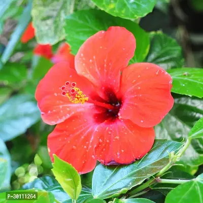 URAN Hibiscus Plant