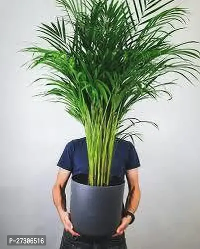 Areca PalmHybrid And GraftedEasy To Grow[AN1001][a407]-thumb0