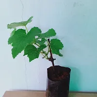 URAN Grapes Plant-thumb2