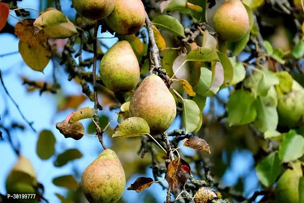 URAN Pear Plant-thumb3