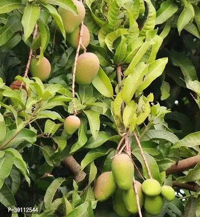 URAN Mango Plant-thumb0