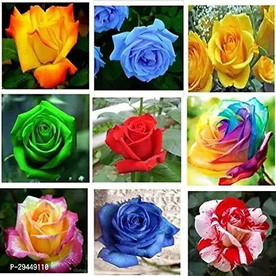 Rose PlantHybrid And Grafted Easy To Grow | Plant With Growing Bag| Plant Hight 1.5-1.269 Fit [S782]-thumb0