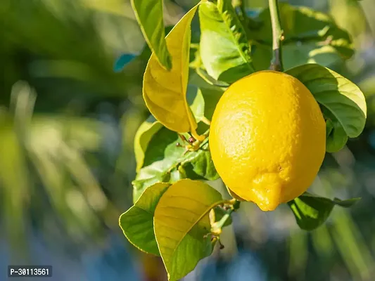 URAN Lemon Plant-thumb2