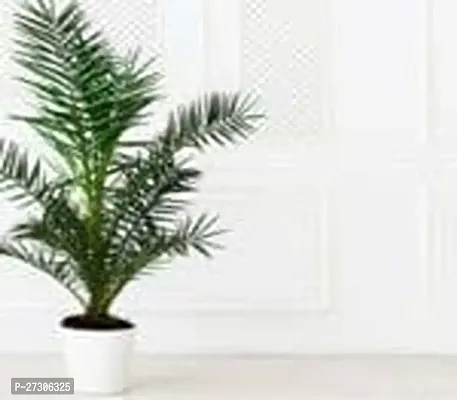 Areca PalmHybrid And GraftedEasy To Grow[AN1001][a219]-thumb0