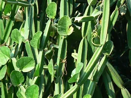 URAN Cissus Plant-thumb1