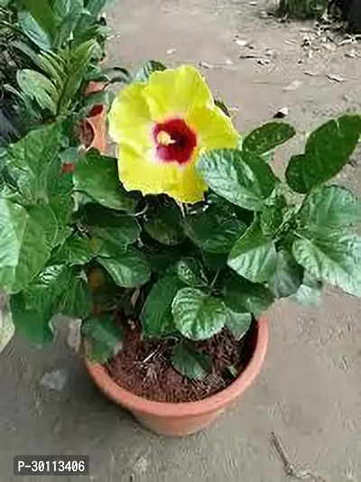 URAN Hibiscus Plant-thumb0