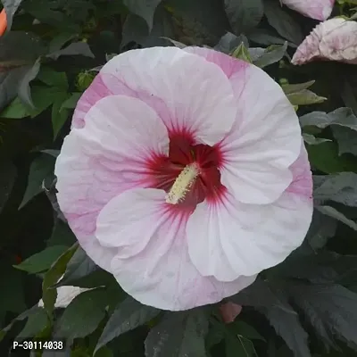 URAN Hibiscus Plant-thumb0