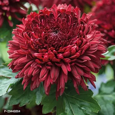 Chrysanthemums/ Guldavari PlantHybrid And Grafted Easy To Grow | Plant With Growing Bag| Plant Hight 1.5-1.115 Fit [S628]-thumb0