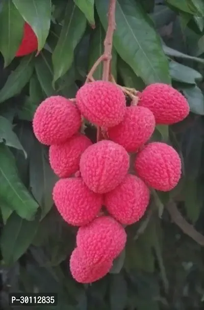 URAN Litchi Plant-thumb0