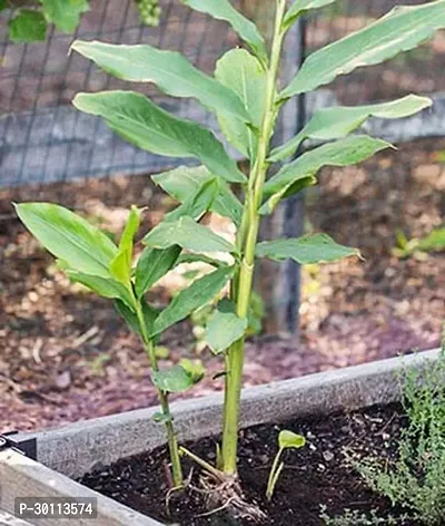 URAN Elaichi/Cardamom Plant-thumb0