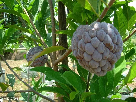 URAN  Custard Apple Plant-thumb0