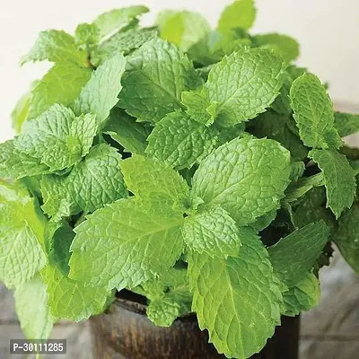 URAN Mint Plant-thumb0