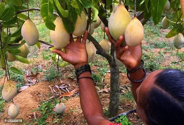 Mango PlantHybrid And Grafted Easy To Grow | Plant With Growing Bag| Plant Hight 1.5-1.121 Fit [S634]-thumb0