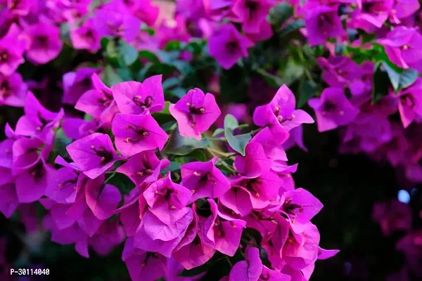 URAN Bougainvillea Plant-thumb0