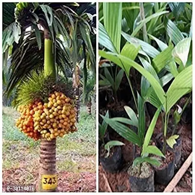 URAN Betel Nut/Supari Plant-thumb0