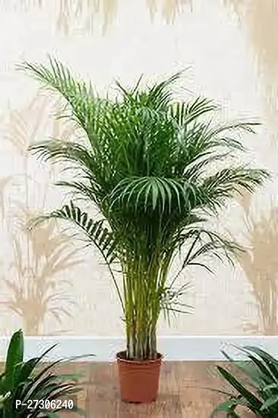 Areca PalmHybrid And GraftedEasy To Grow[AN1001][a135]-thumb0