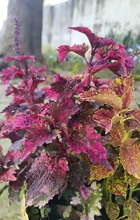 URAN Coleus Plant-thumb2