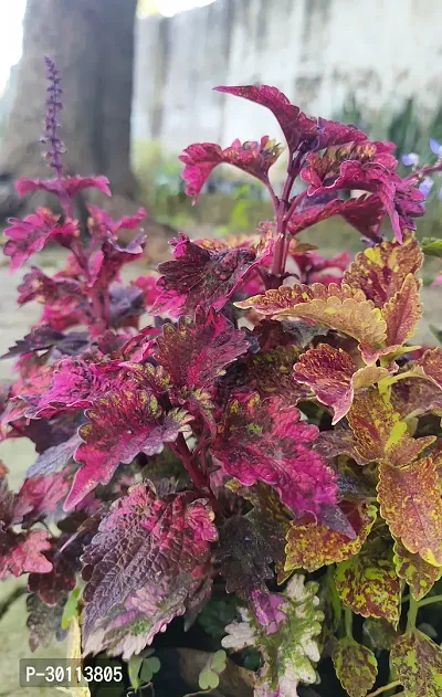 URAN Coleus Plant-thumb3