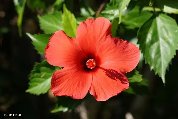 URAN Hibiscus Plant-thumb0