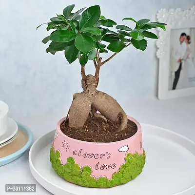 URAN Ficus Plant